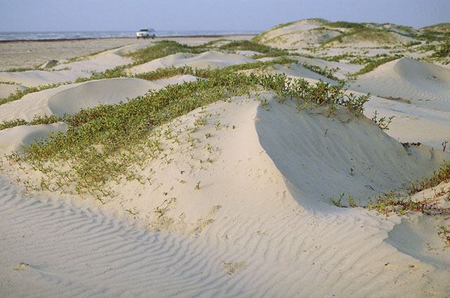 Shrub-Coppice Dune Discovered!