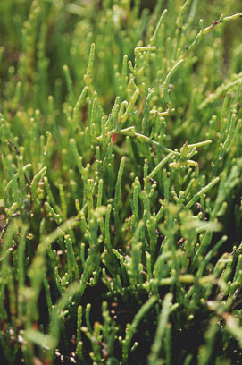 Example of glasswort