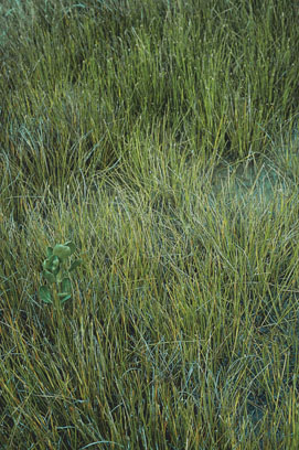 Saltmeadow cordgrass stand