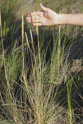 Gulf Cordgrass