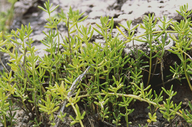Example of saltwort (Batis maritima)