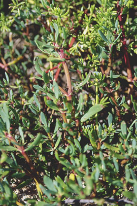 Example of sea purslane