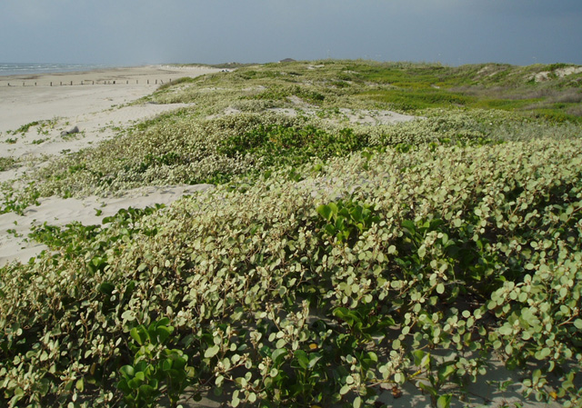 Vegetated dunes at the landward edge of the backbeach, Mustang Island State Park.