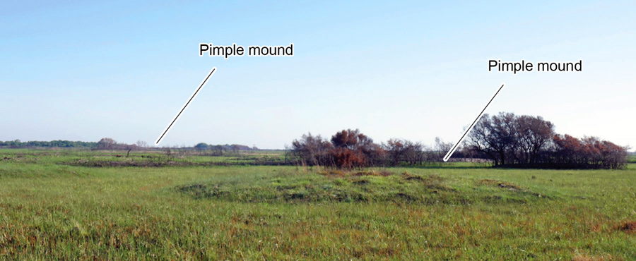 Pimple mounds on sandy Ingleside barrier system deposits on Powderhorn Ranch.
