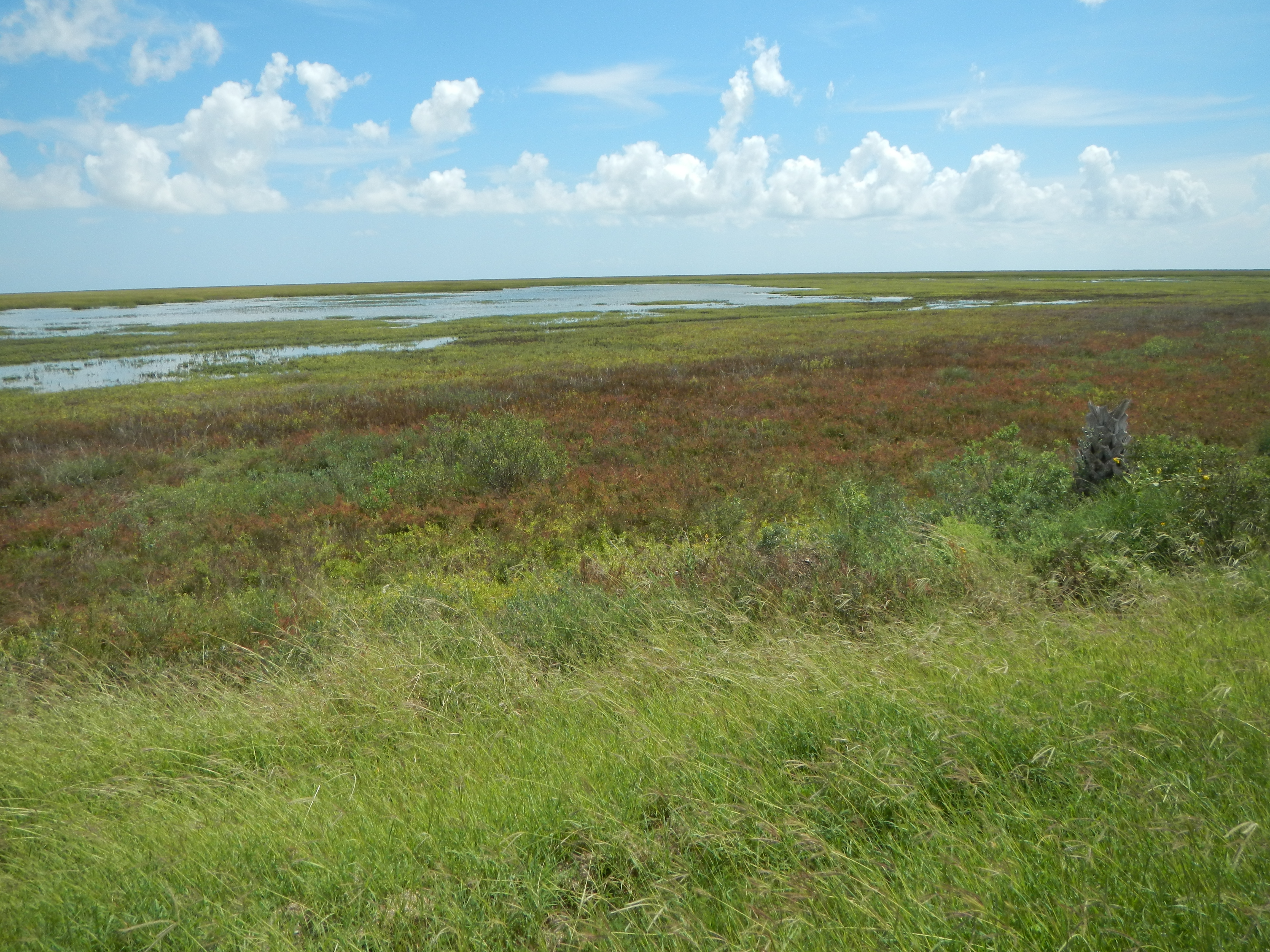 coastal wetlands