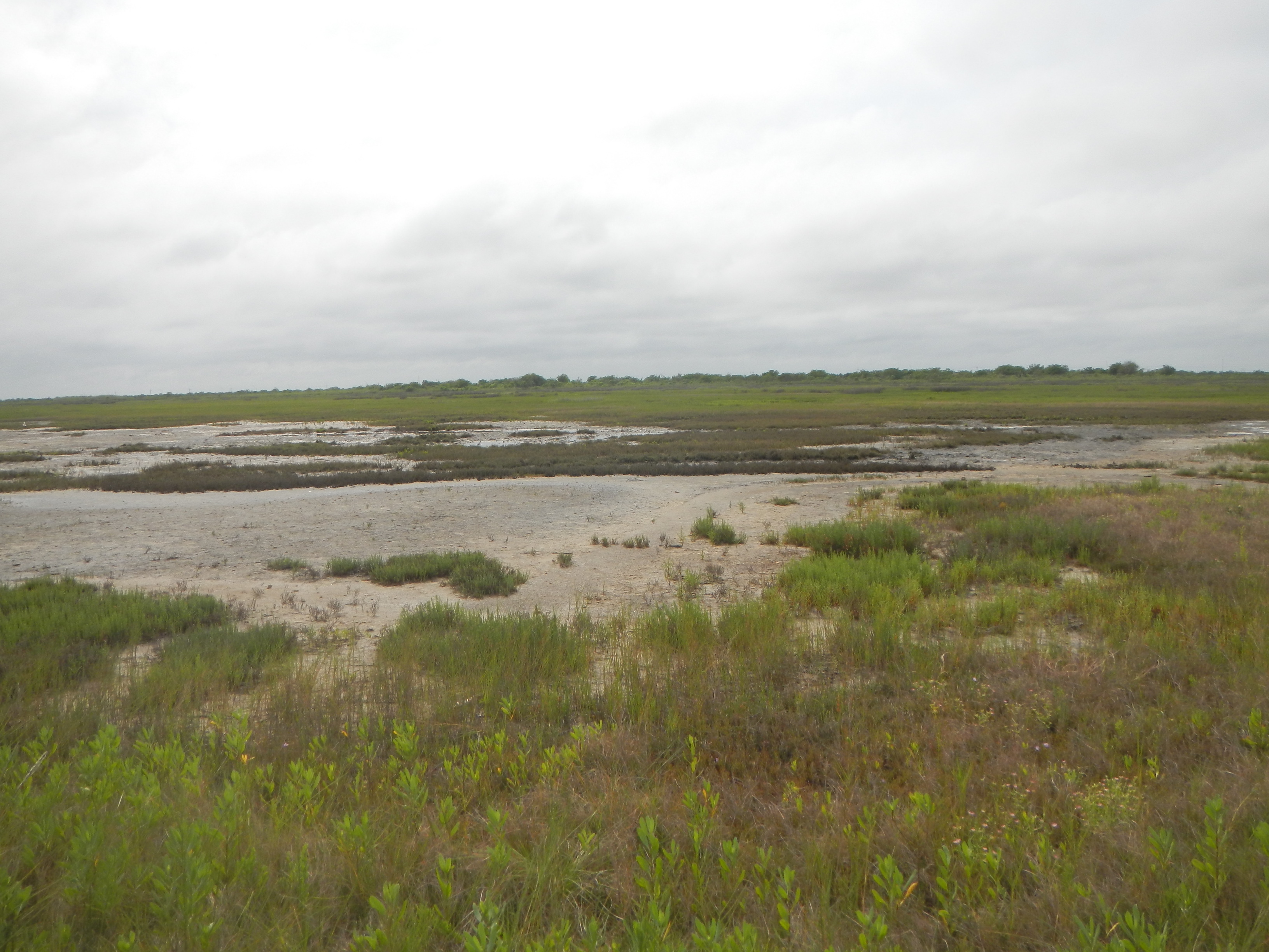 coastal wetlands