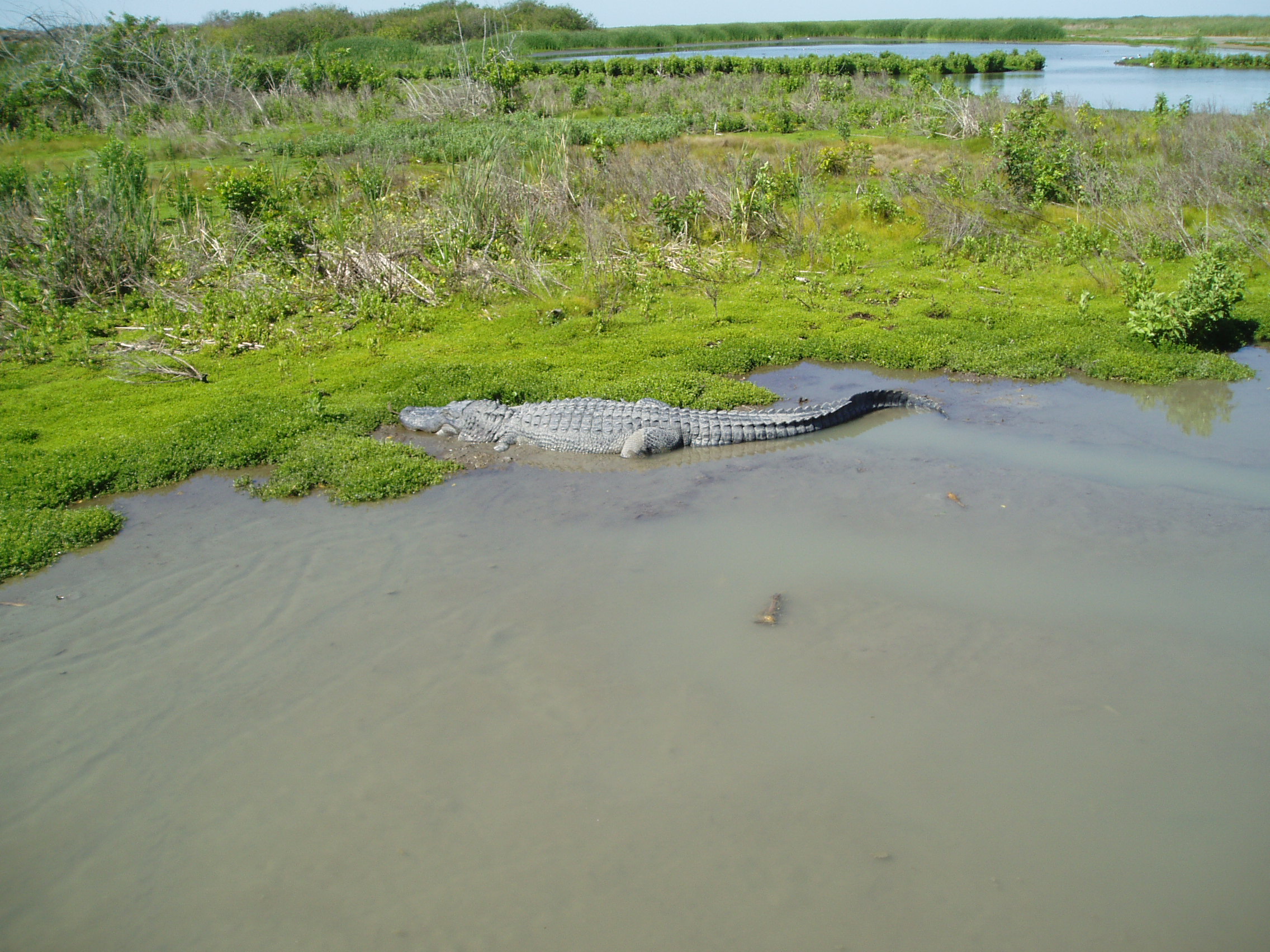 coastal wetlands