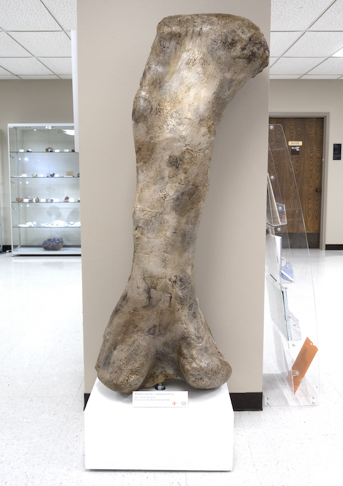 Femur