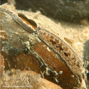 An Evaluation of Potential Economic Impacts Resulting from Flows for Freshwater Mussels: An Update Using Best Available Science and Modeling