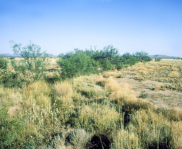 Figure 1. Concentration of vegetation 