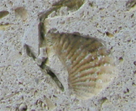 fossil