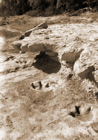 dinosaur footprints