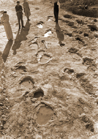 dinosaur tracks