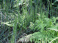 horsetails