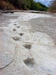 dinosaur tracks