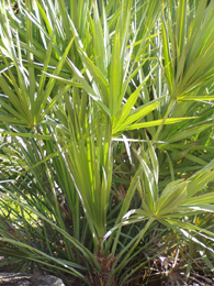 saw palmetto