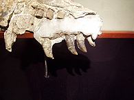 theropod teeth