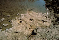 dinosaur tracks