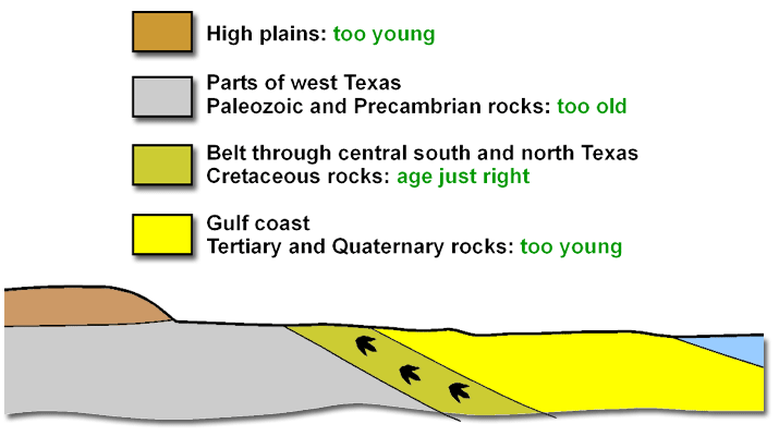 dinosaur cross section