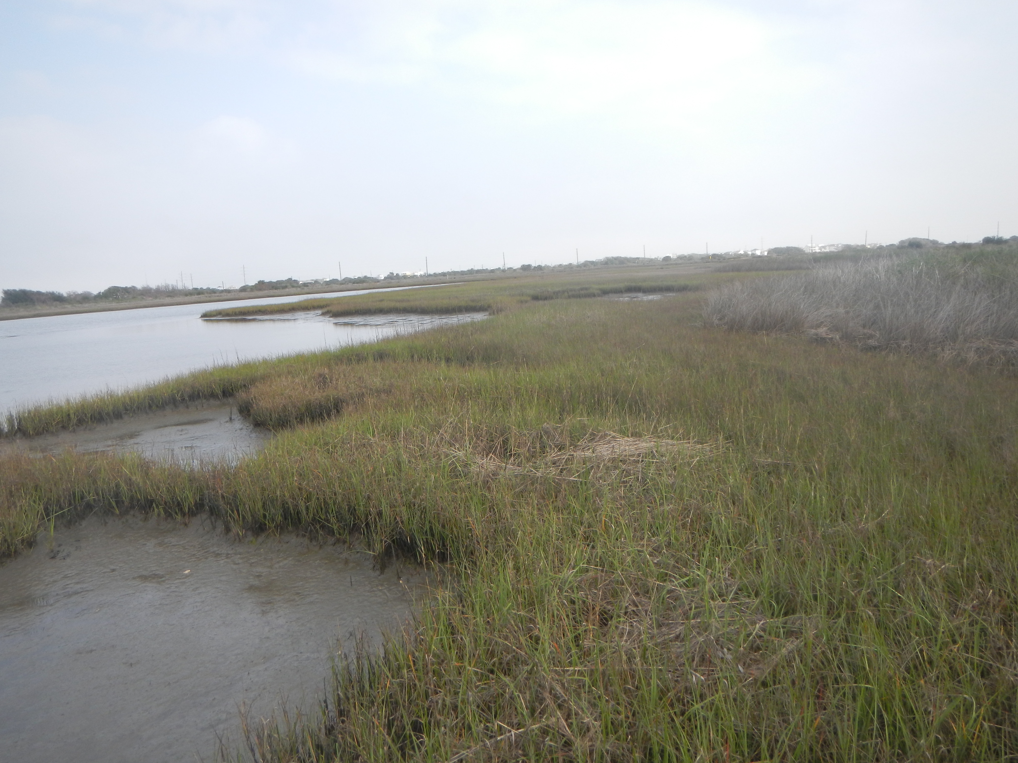 salt-water marsh, E2EM on the bay margin in Galveston Island State Park