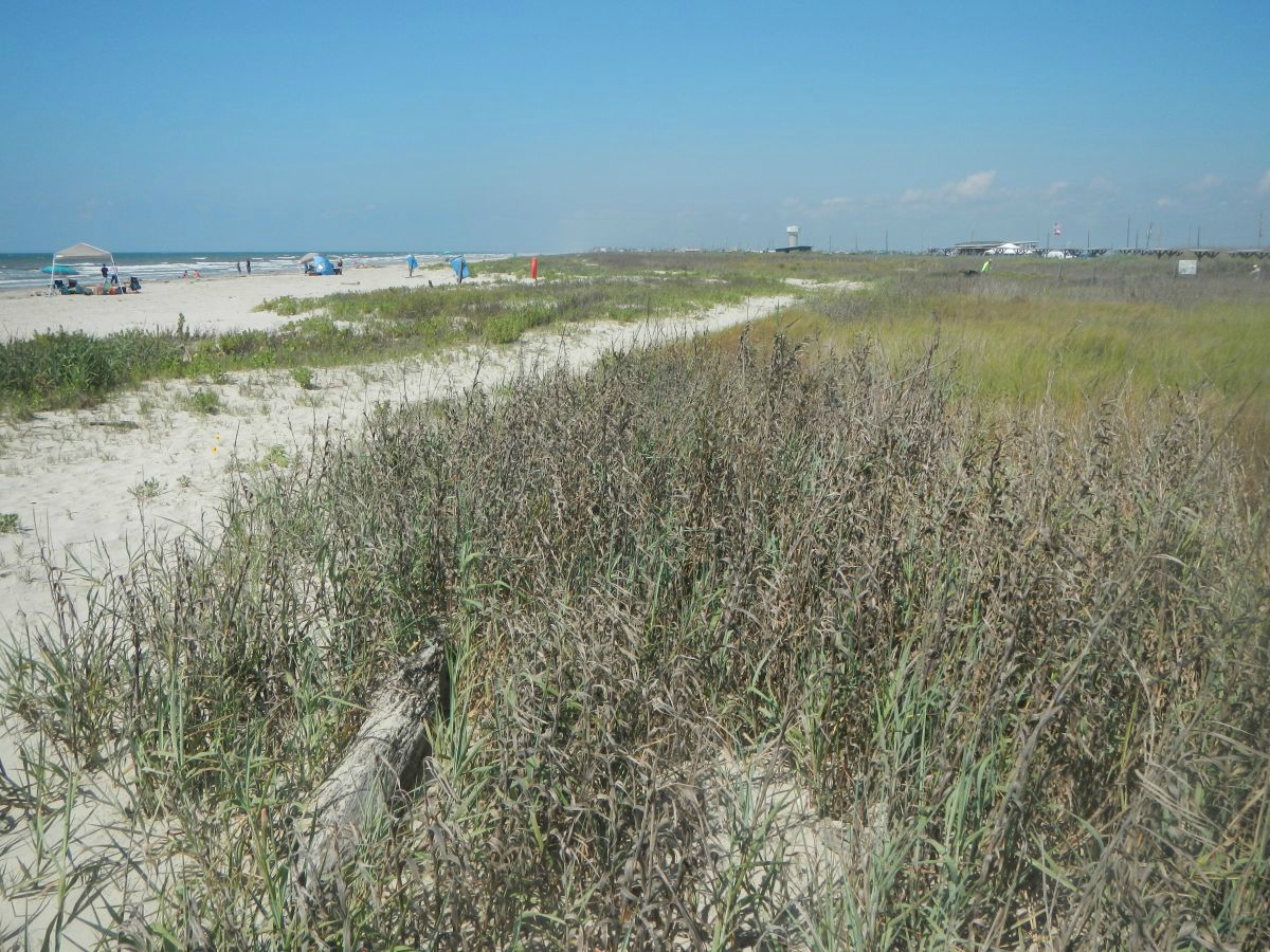 Texas coastline