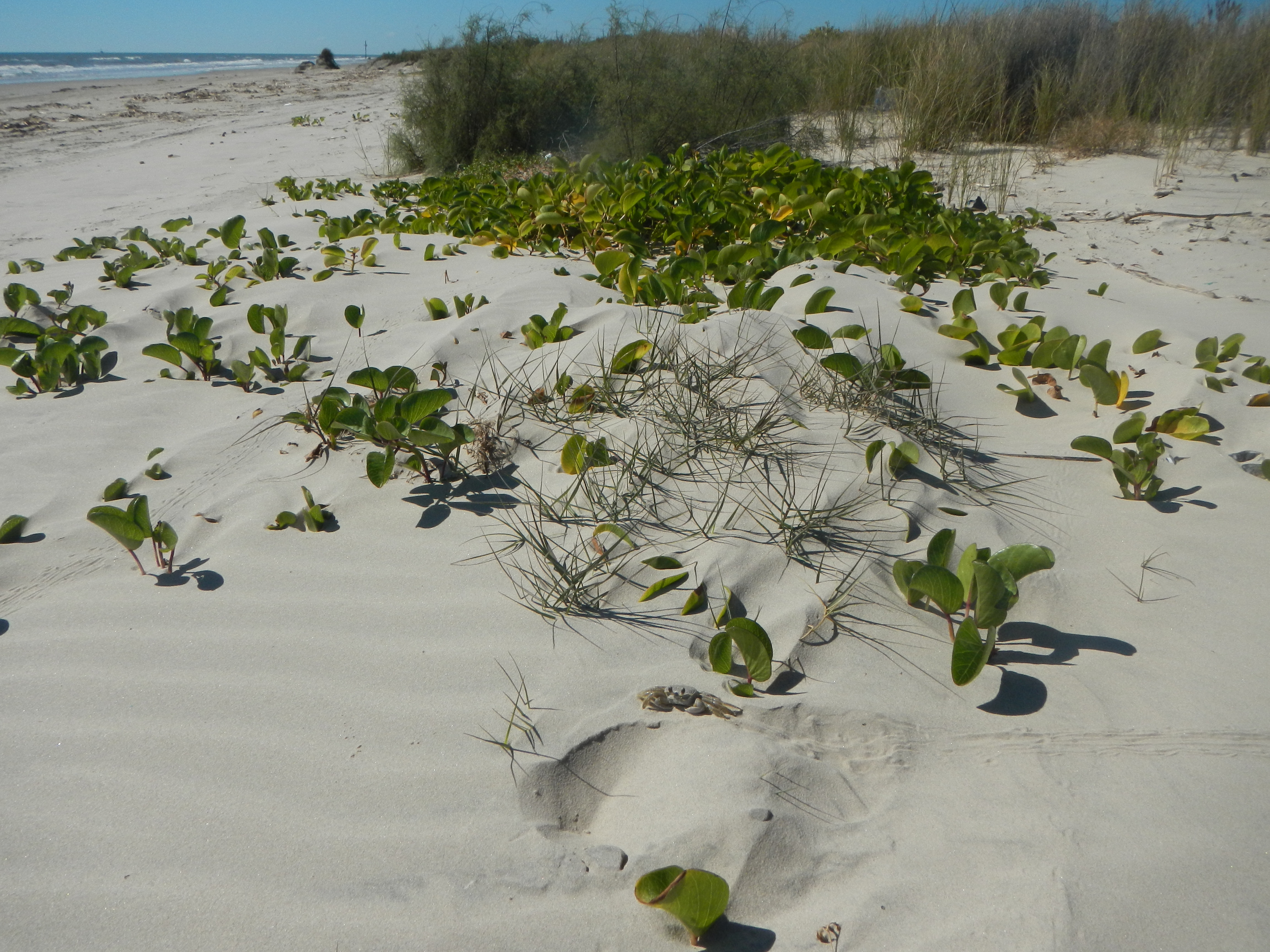Texas coastline