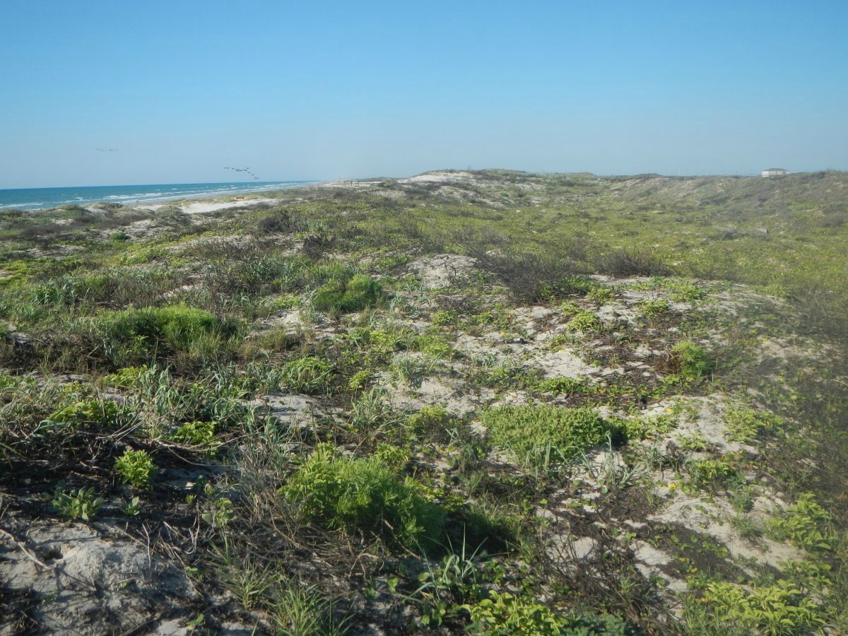 Texas coastline