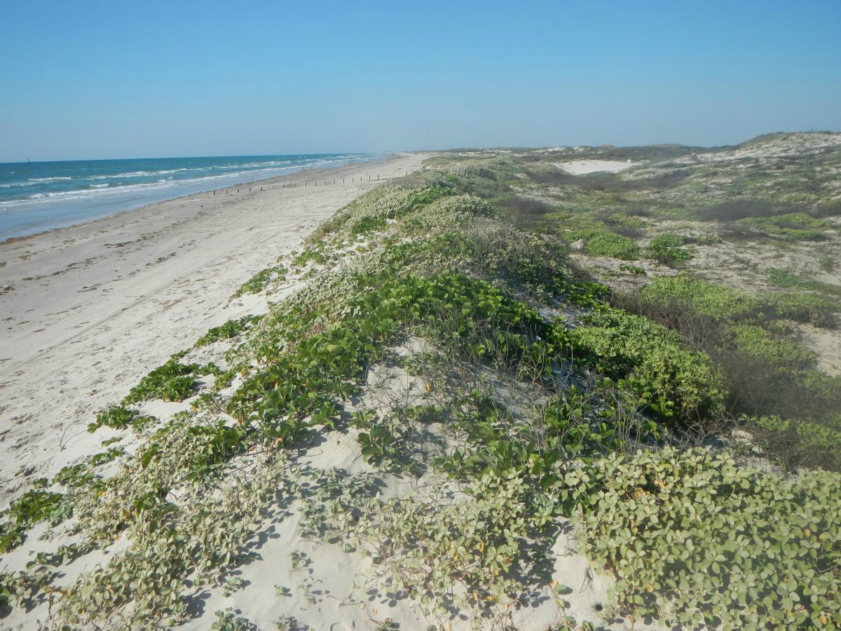 Texas coastline