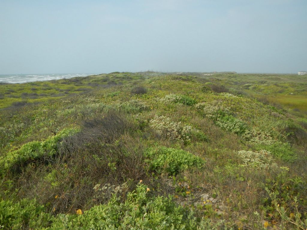 Texas coastline