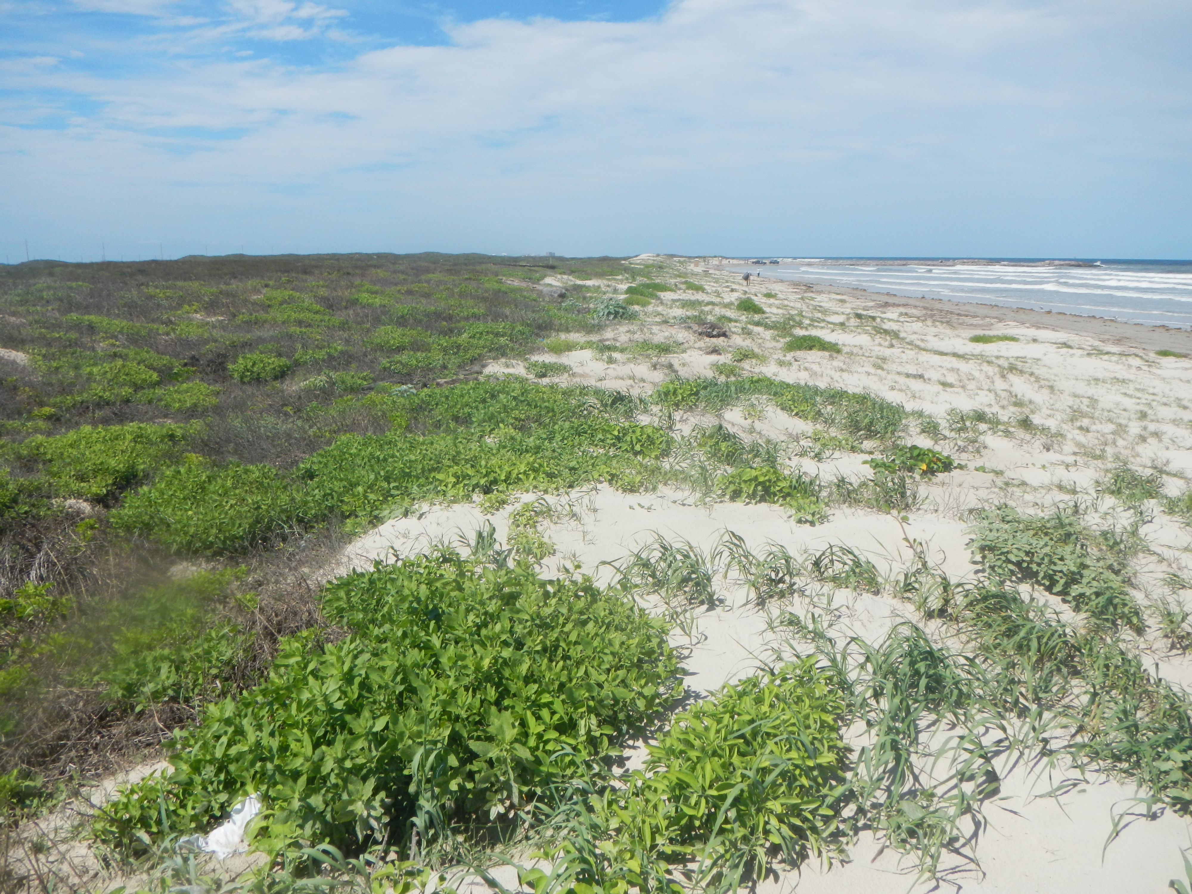 Texas coastline
