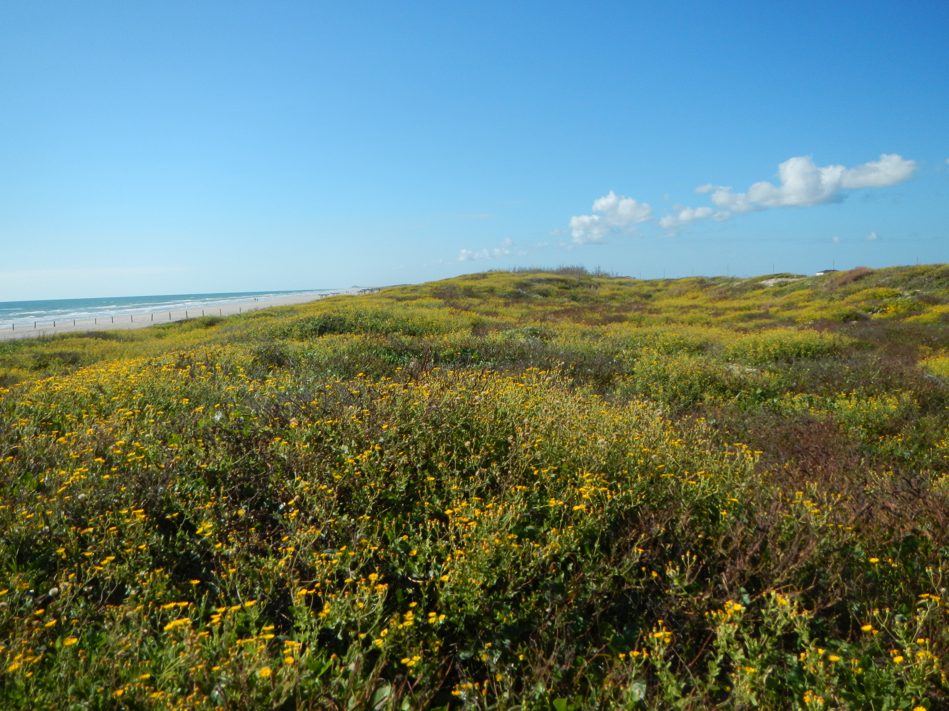 Texas coastline