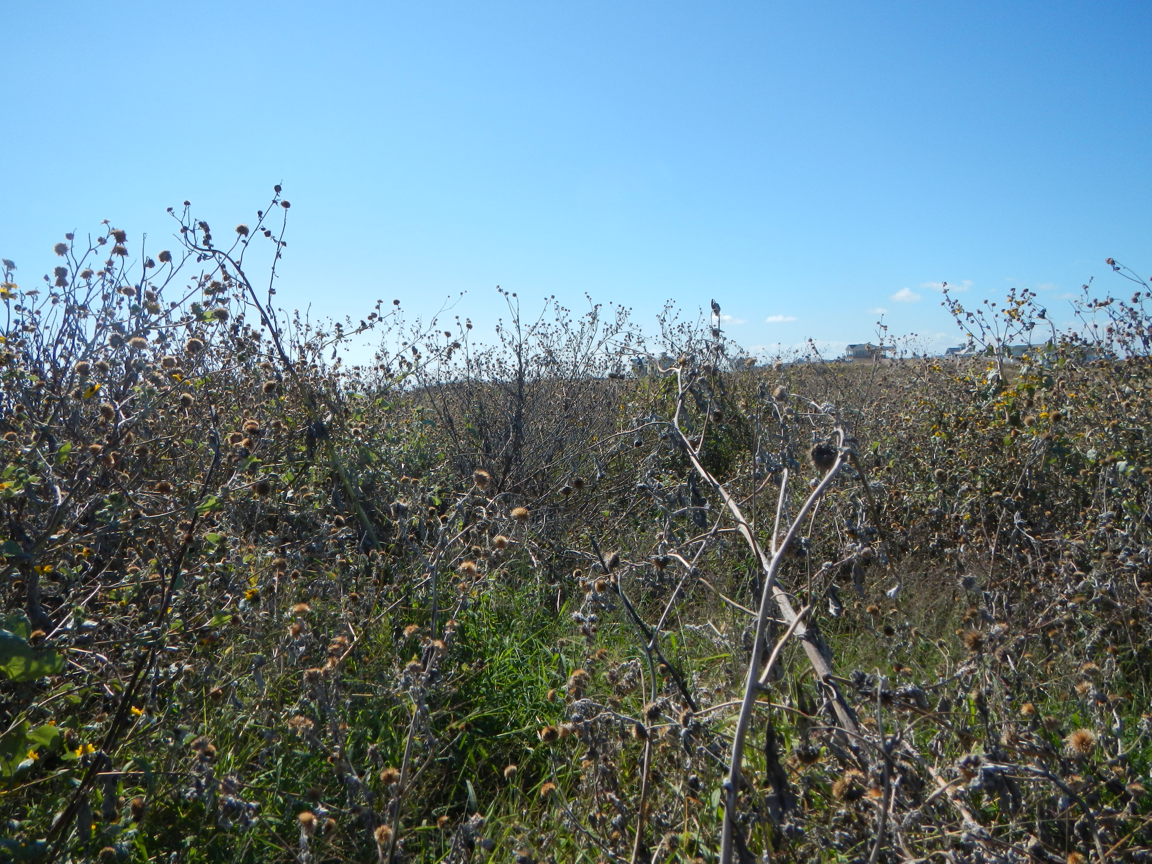 Texas coastline