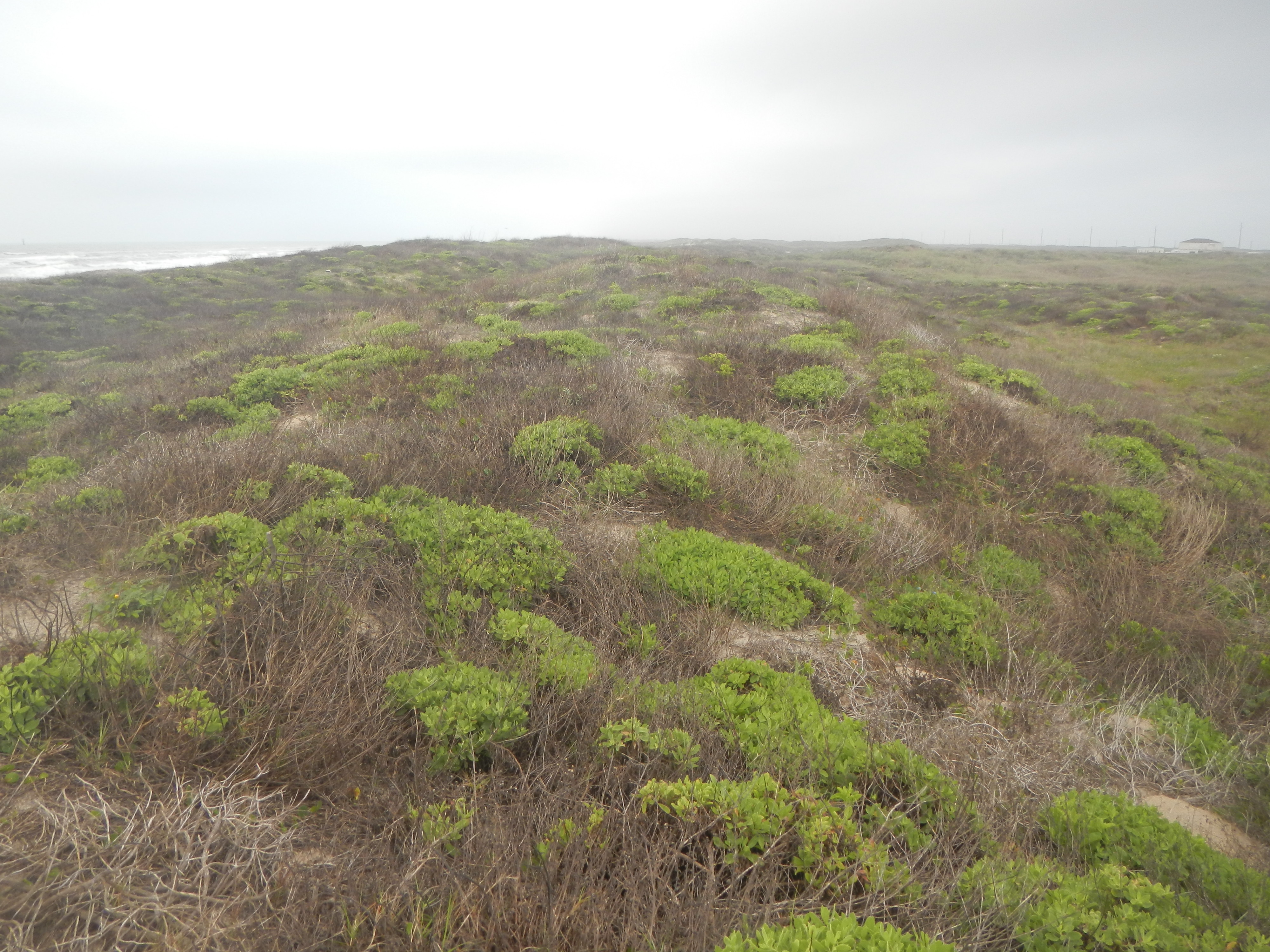 Texas coastline
