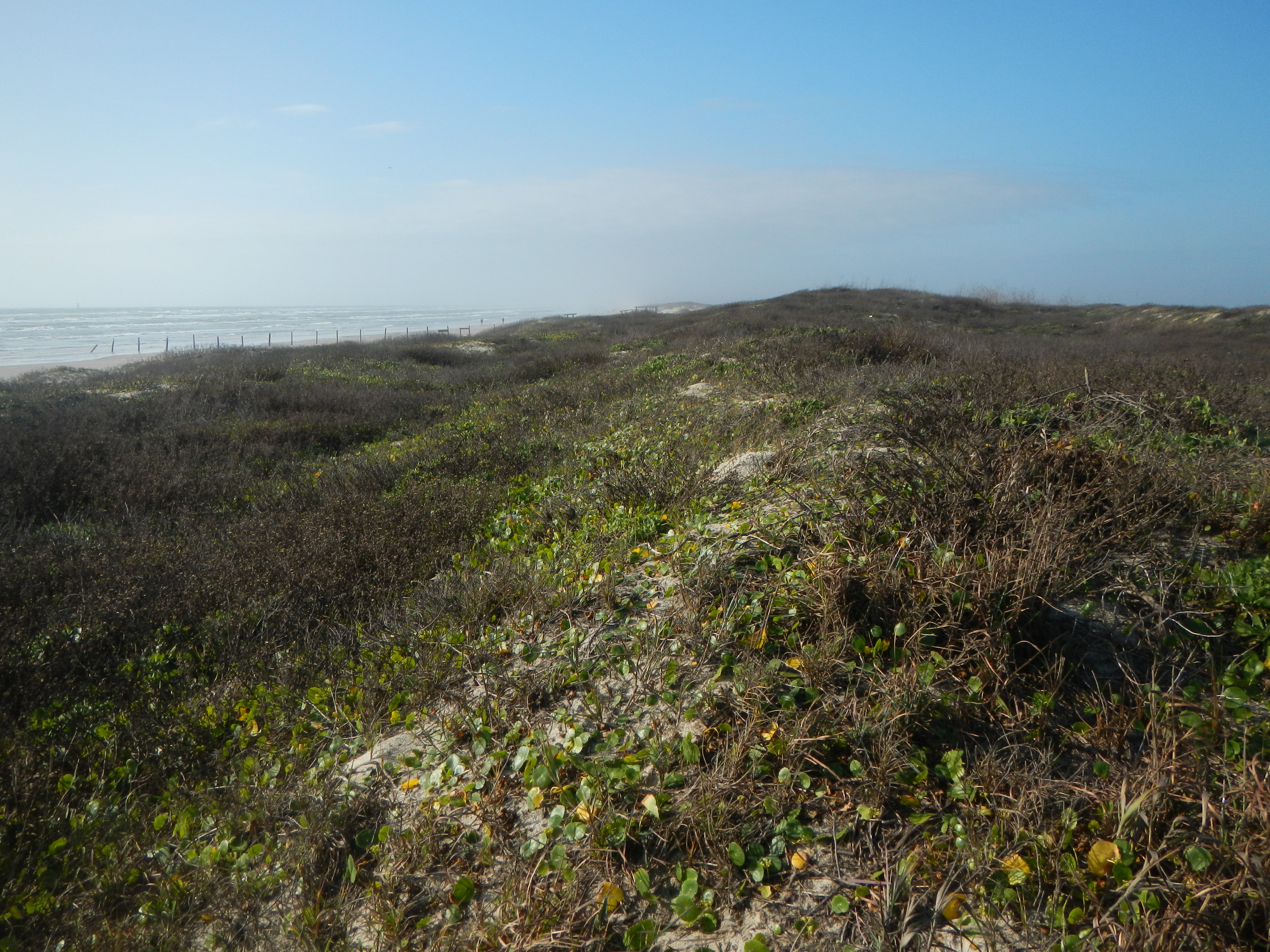 Texas coastline
