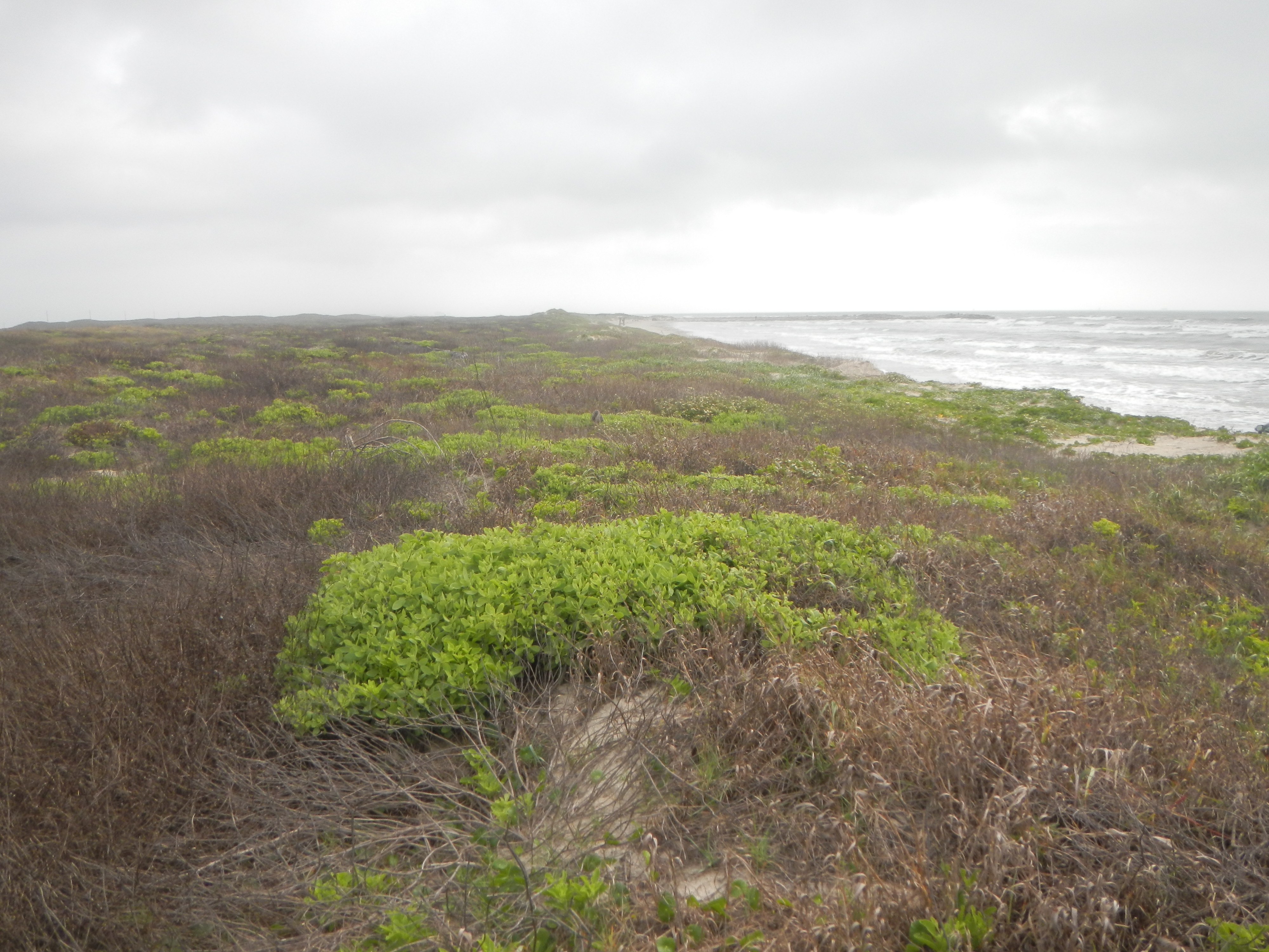 Texas coastline