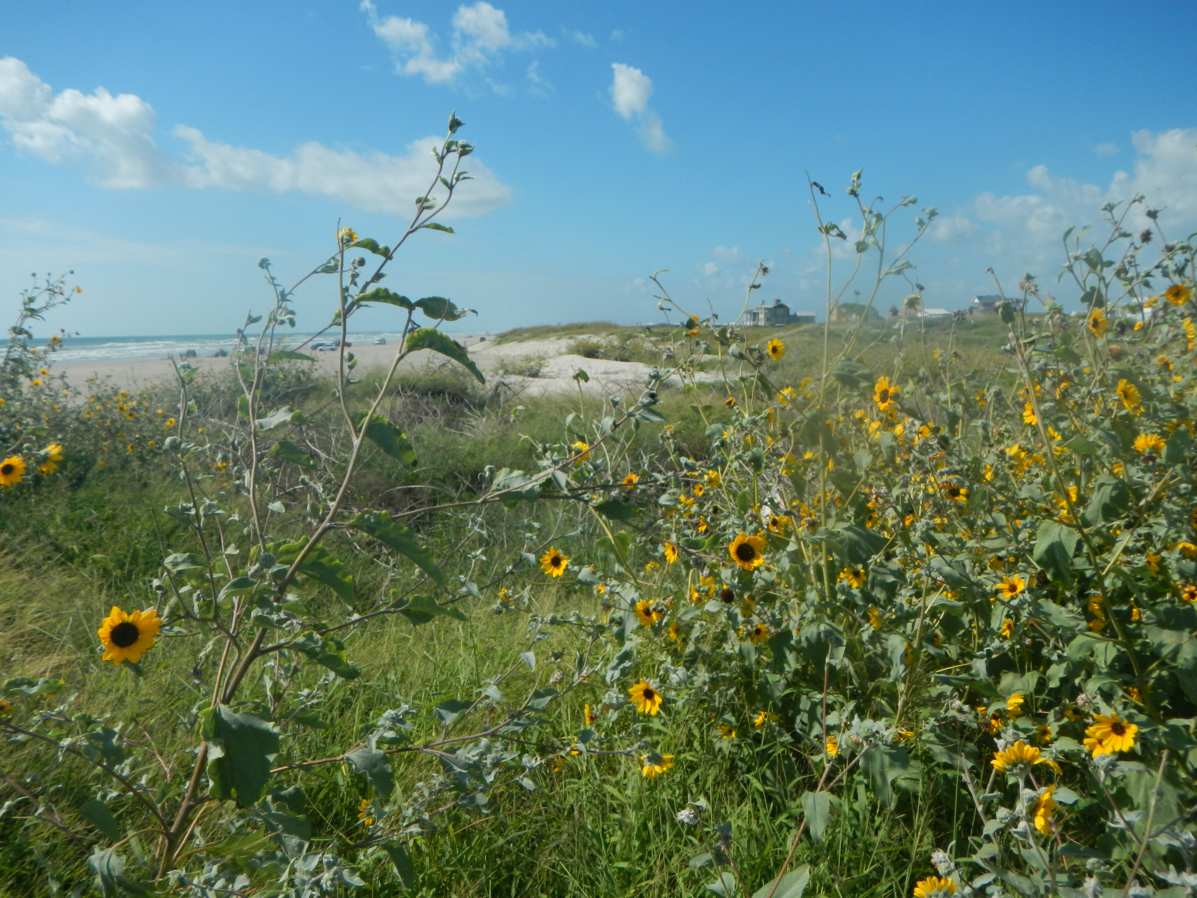 Texas coastline