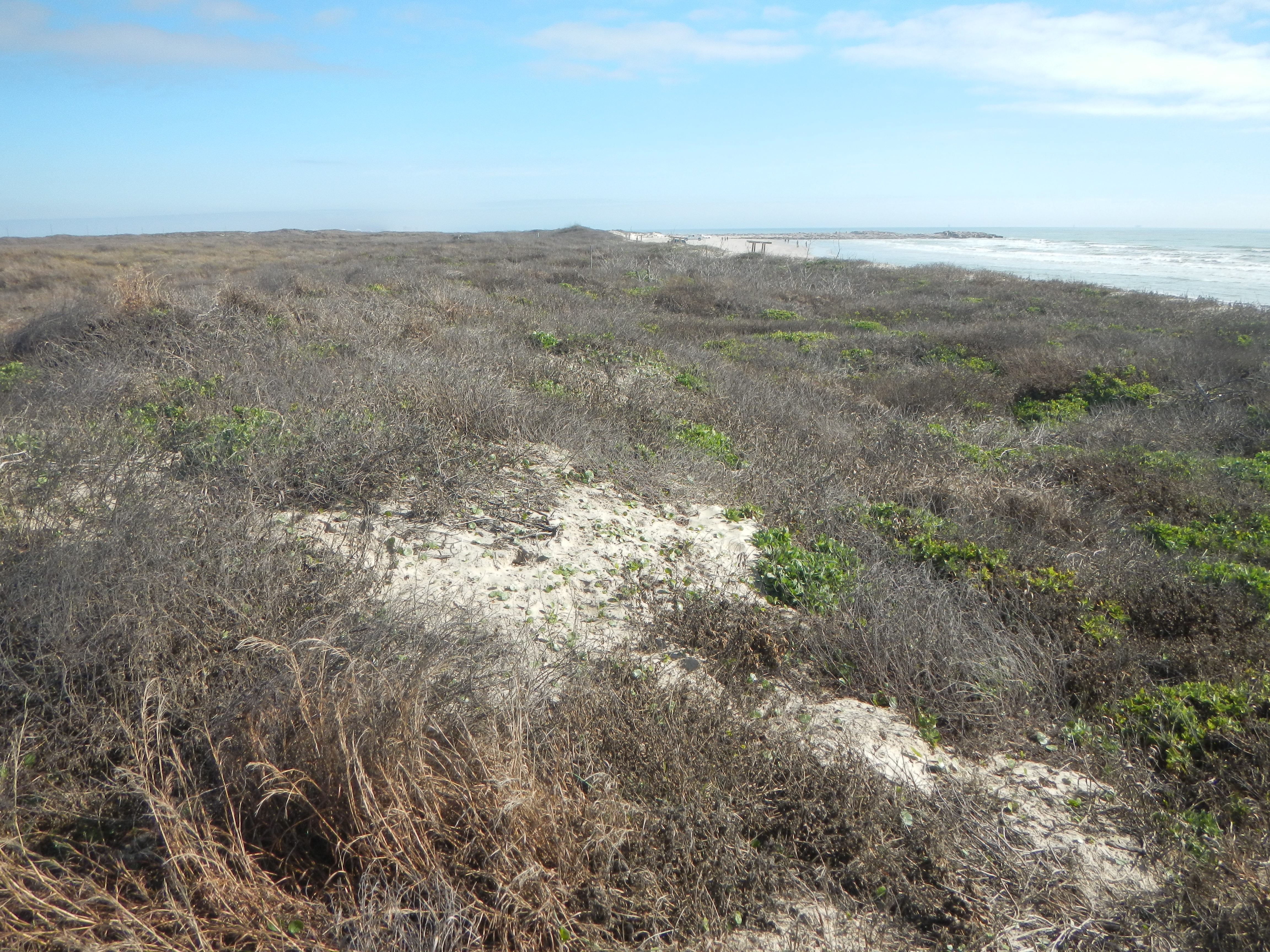Texas coastline