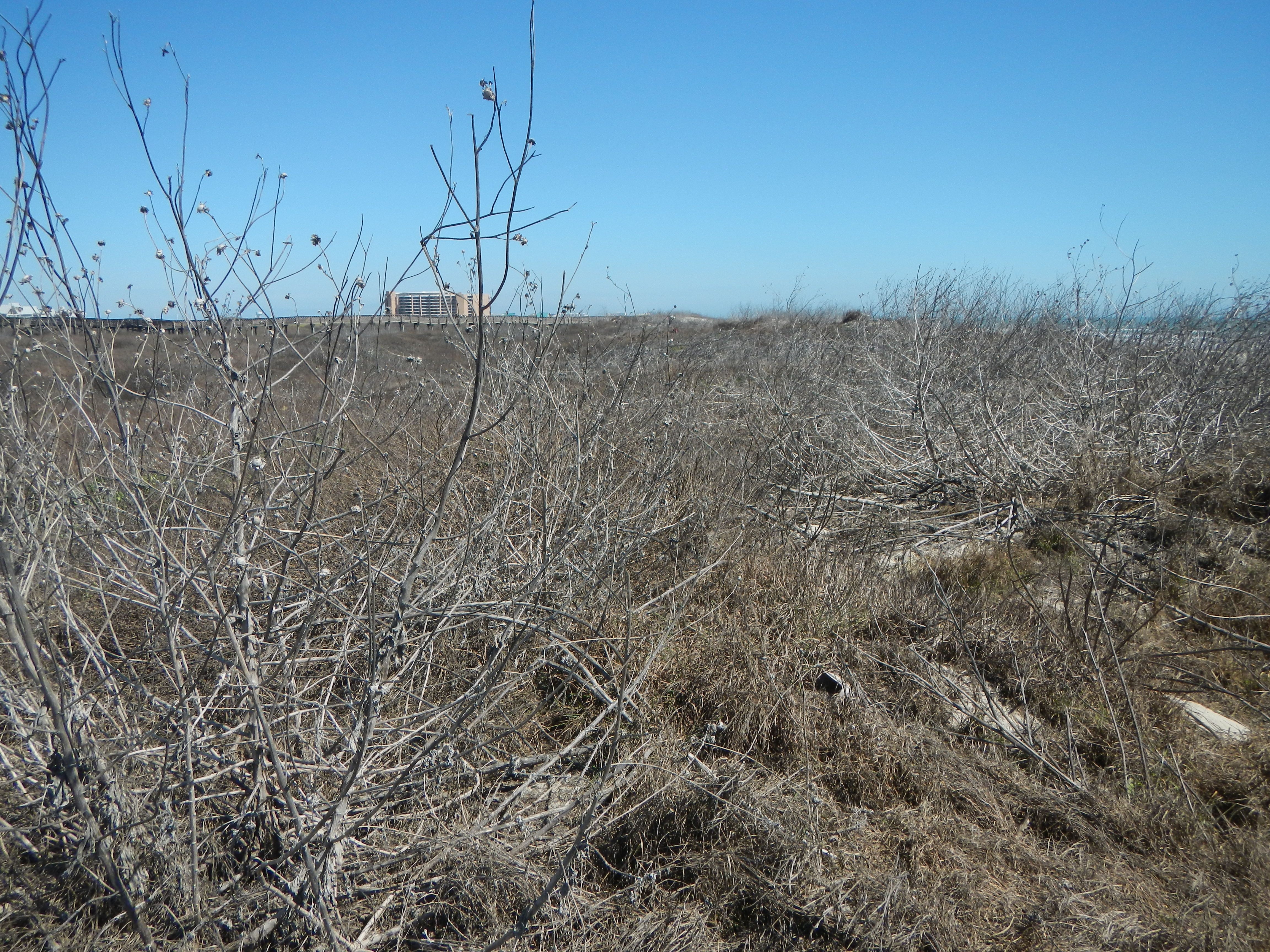 Texas coastline