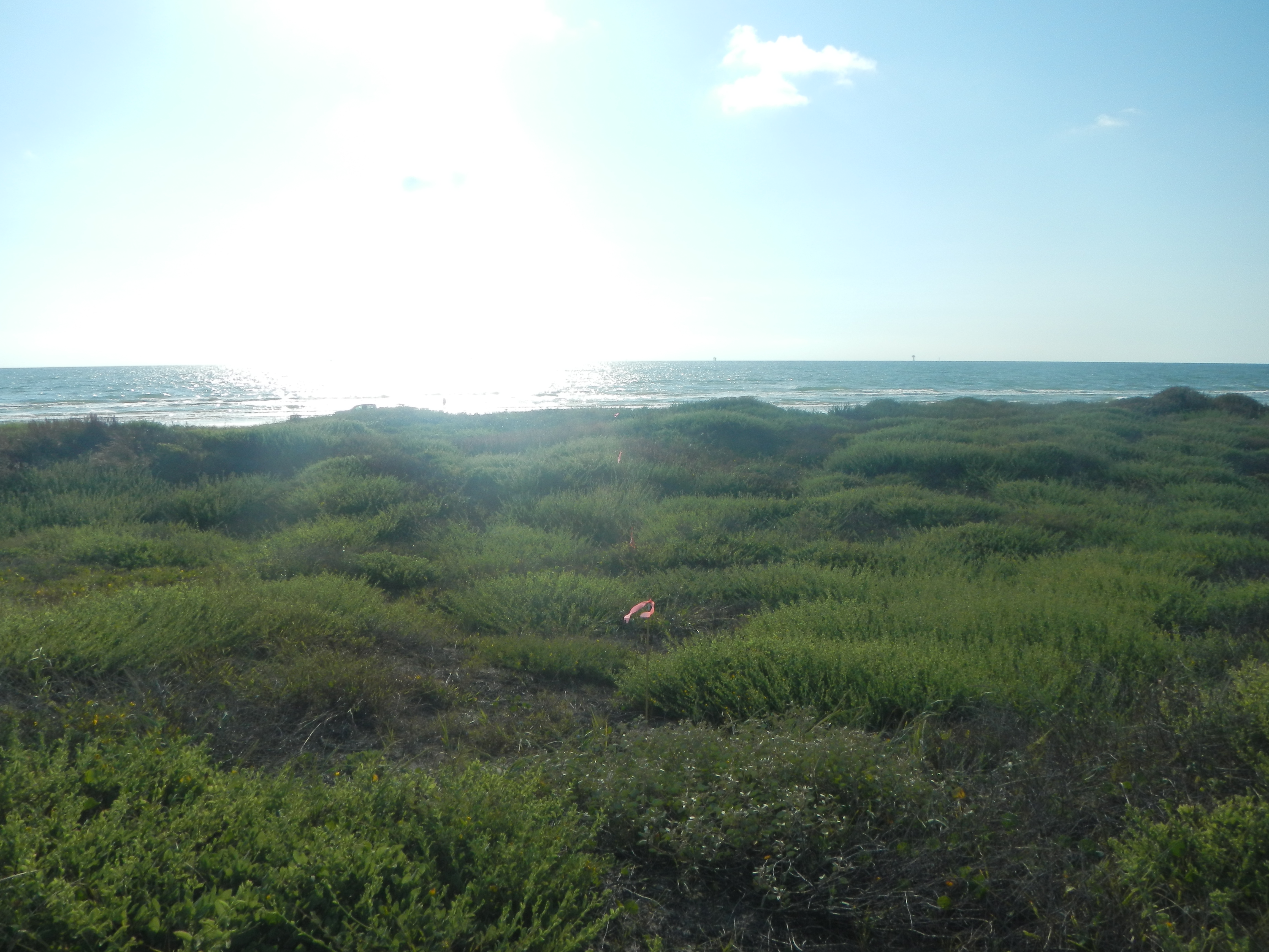Texas coastline