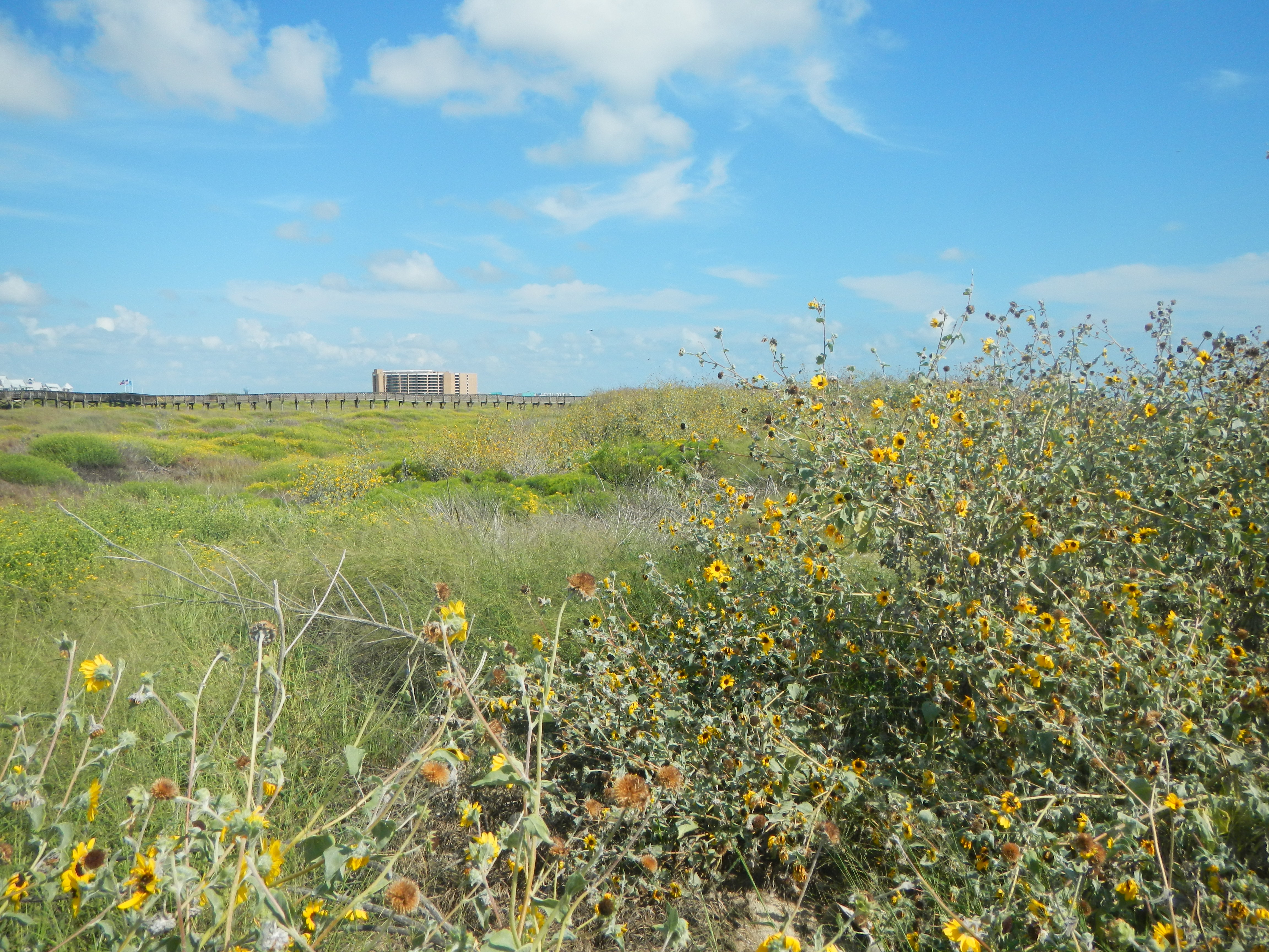 Texas coastline