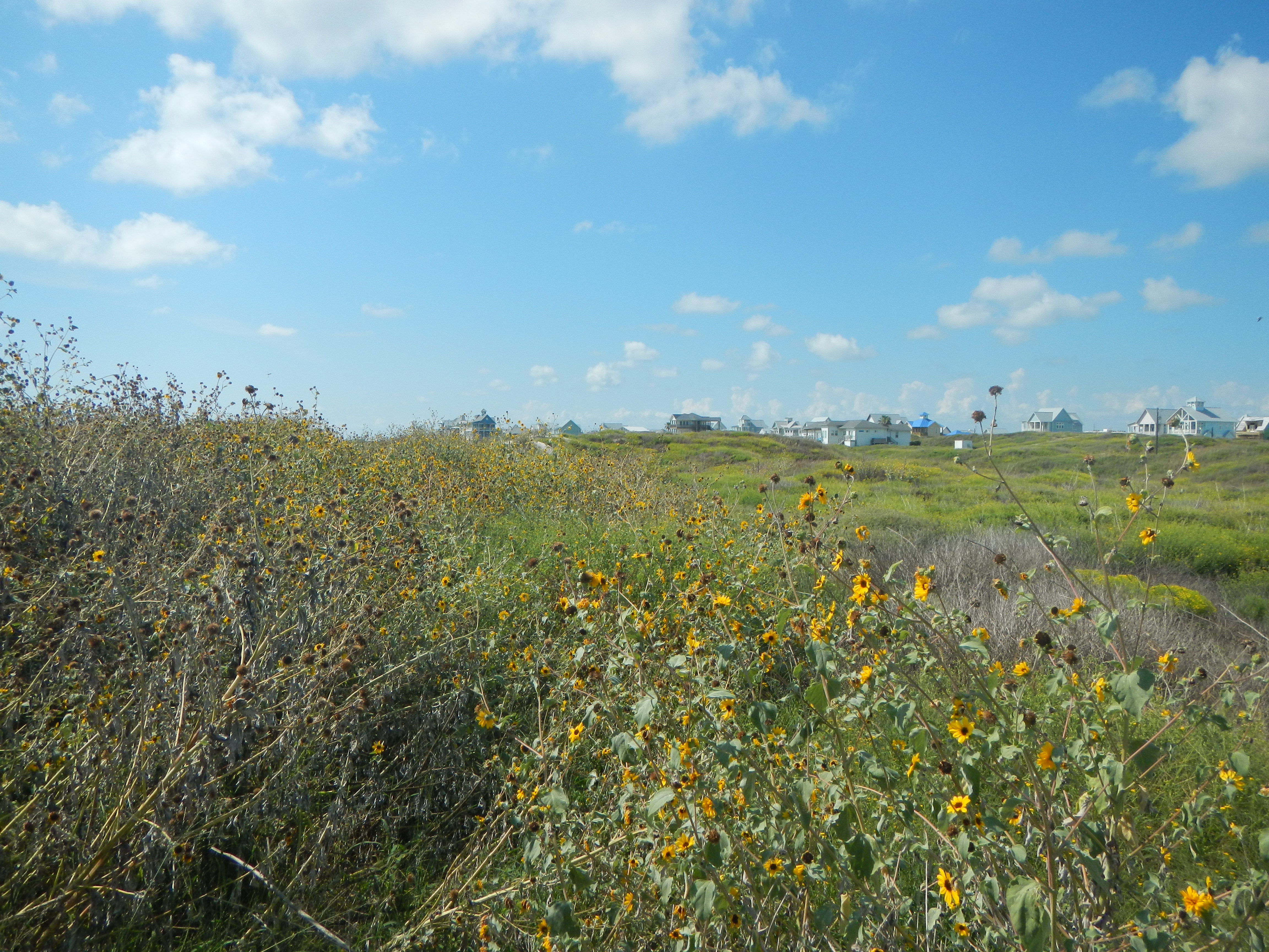 Texas coastline