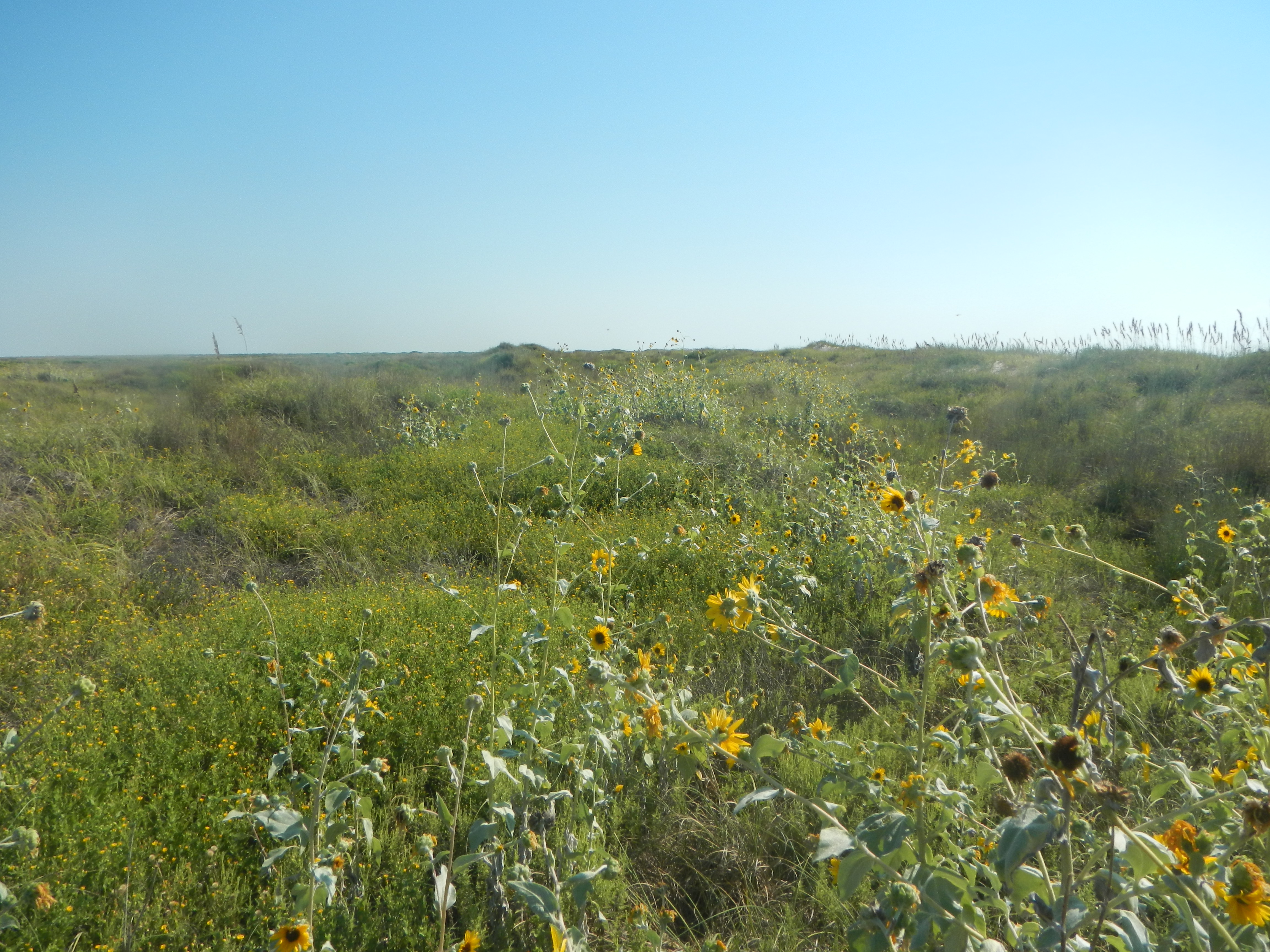 Texas coastline
