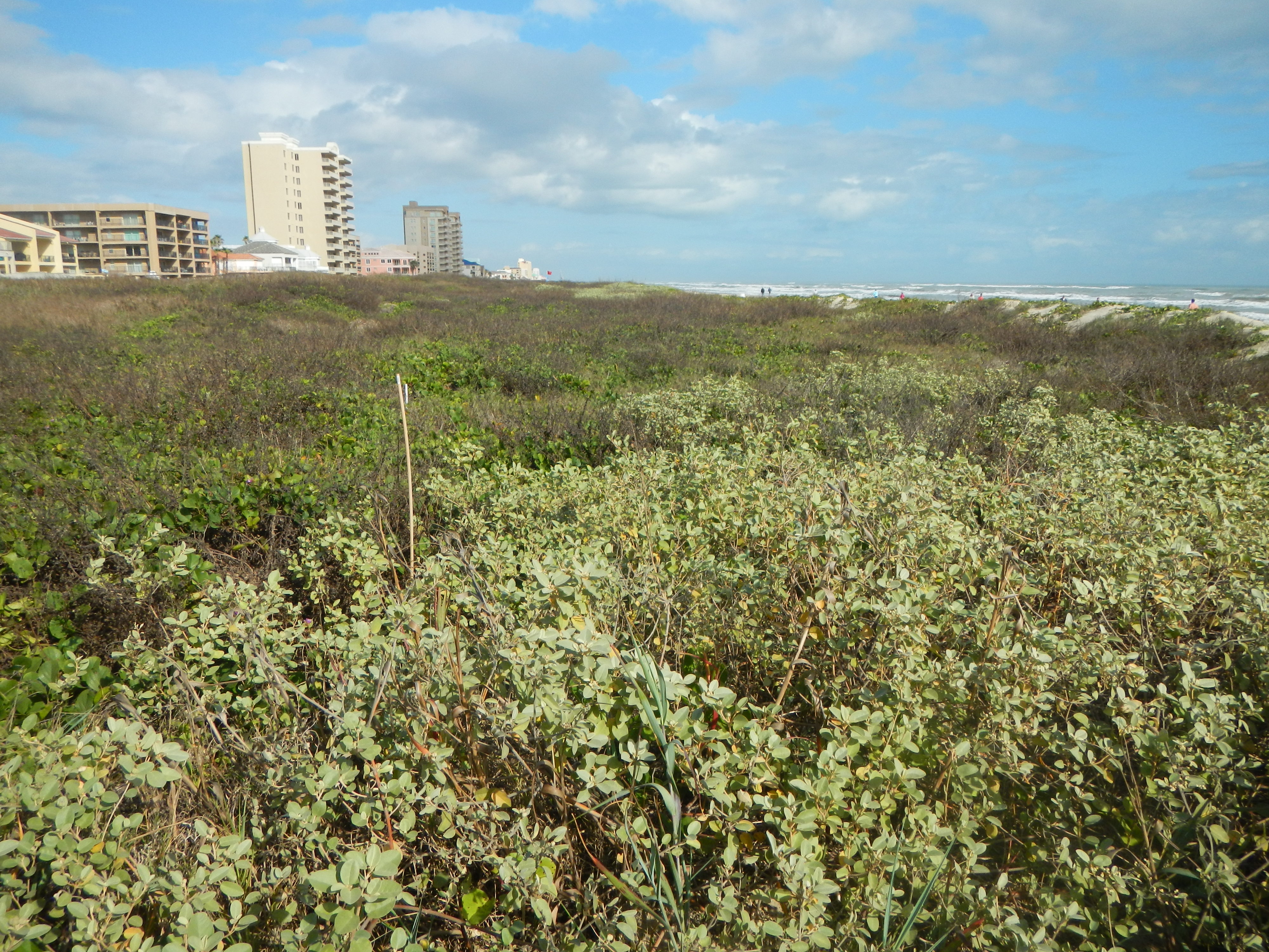 Texas coastline