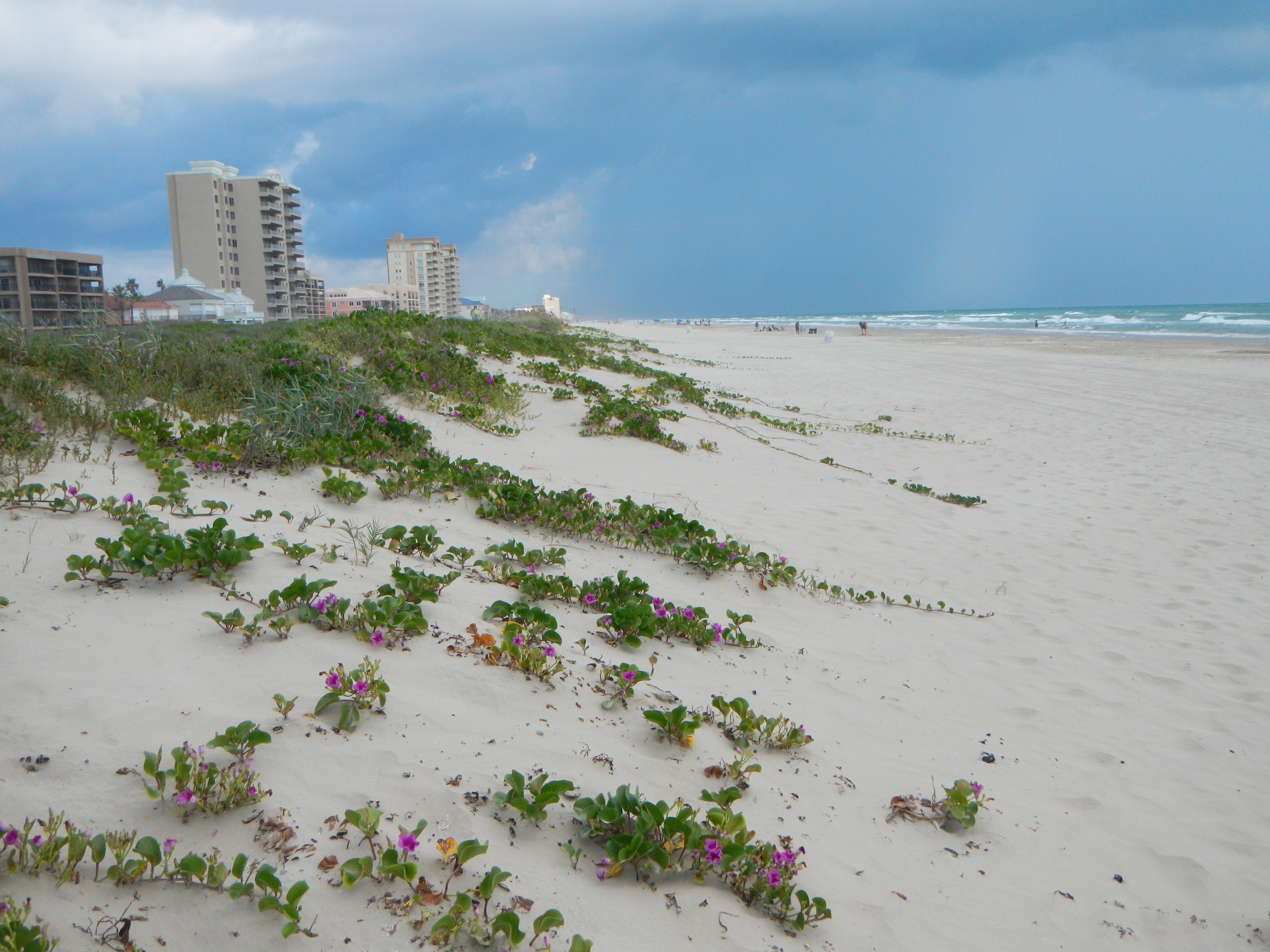 Texas coastline