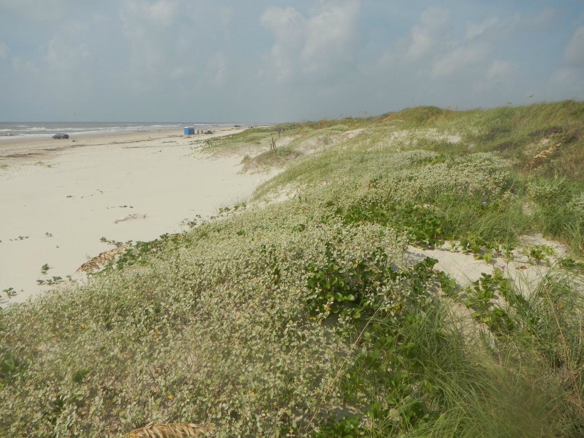 Texas coastline
