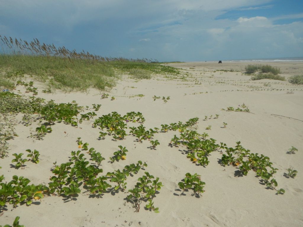 Texas coastline