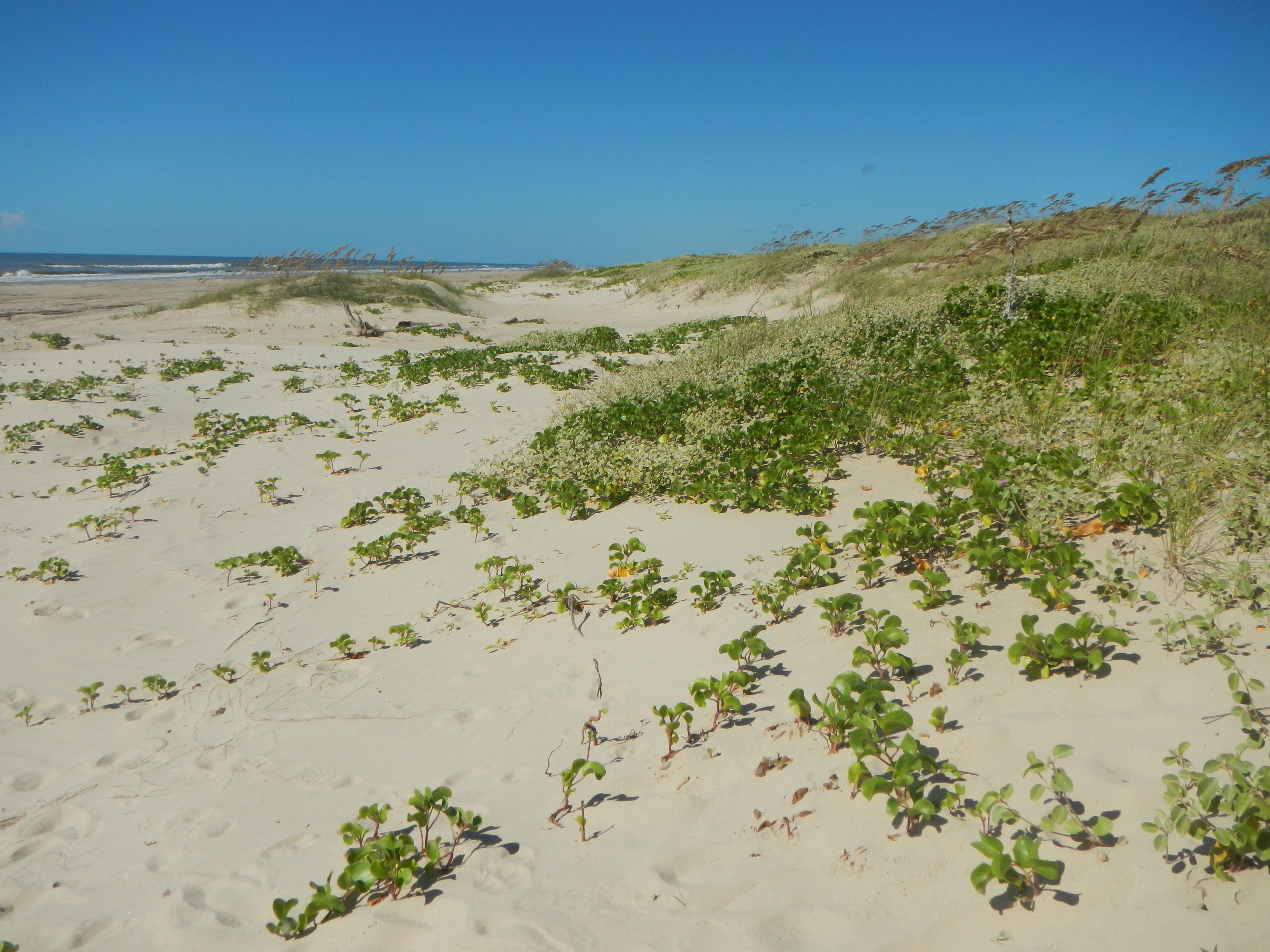Texas coastline