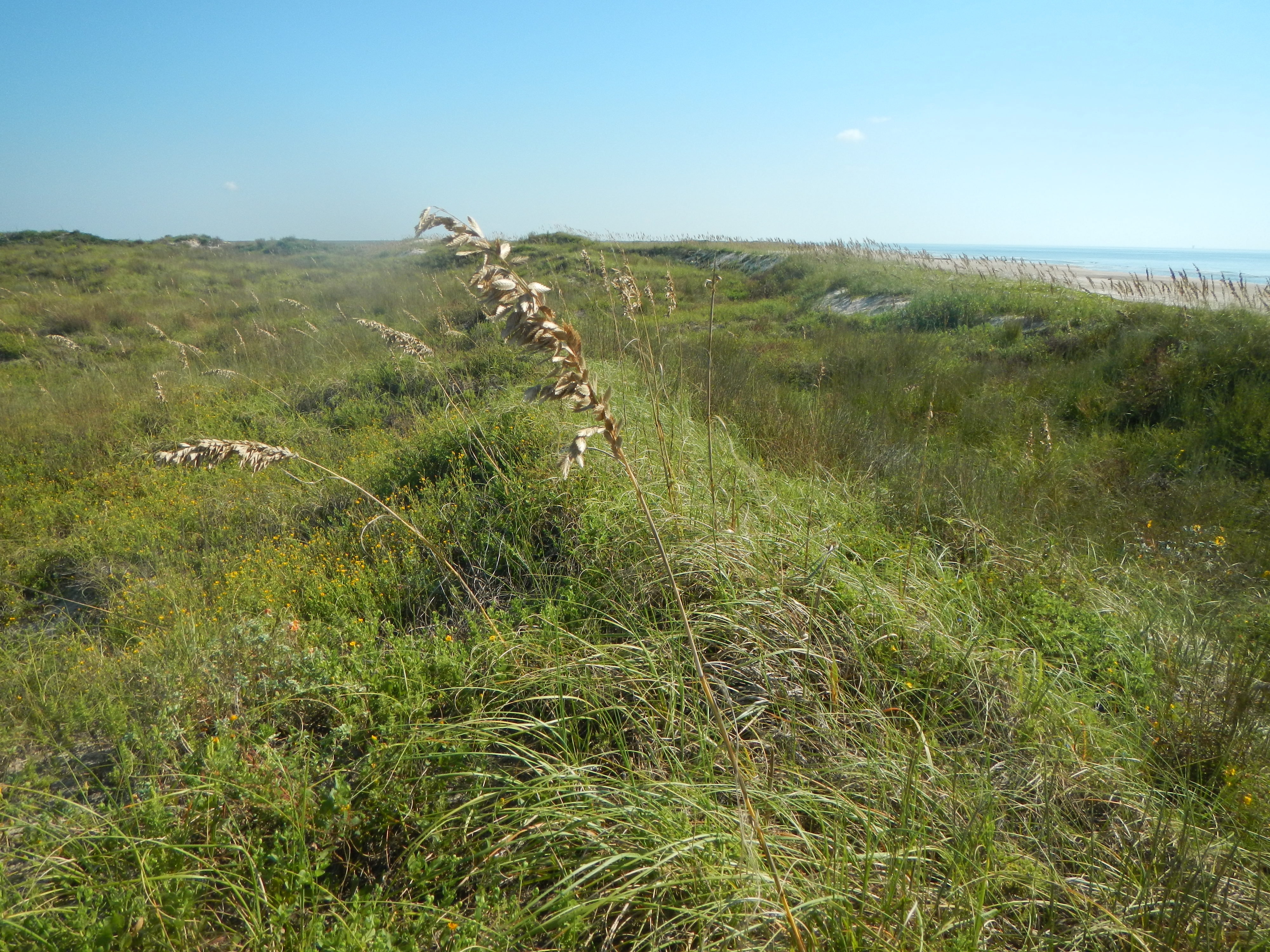 Texas coastline