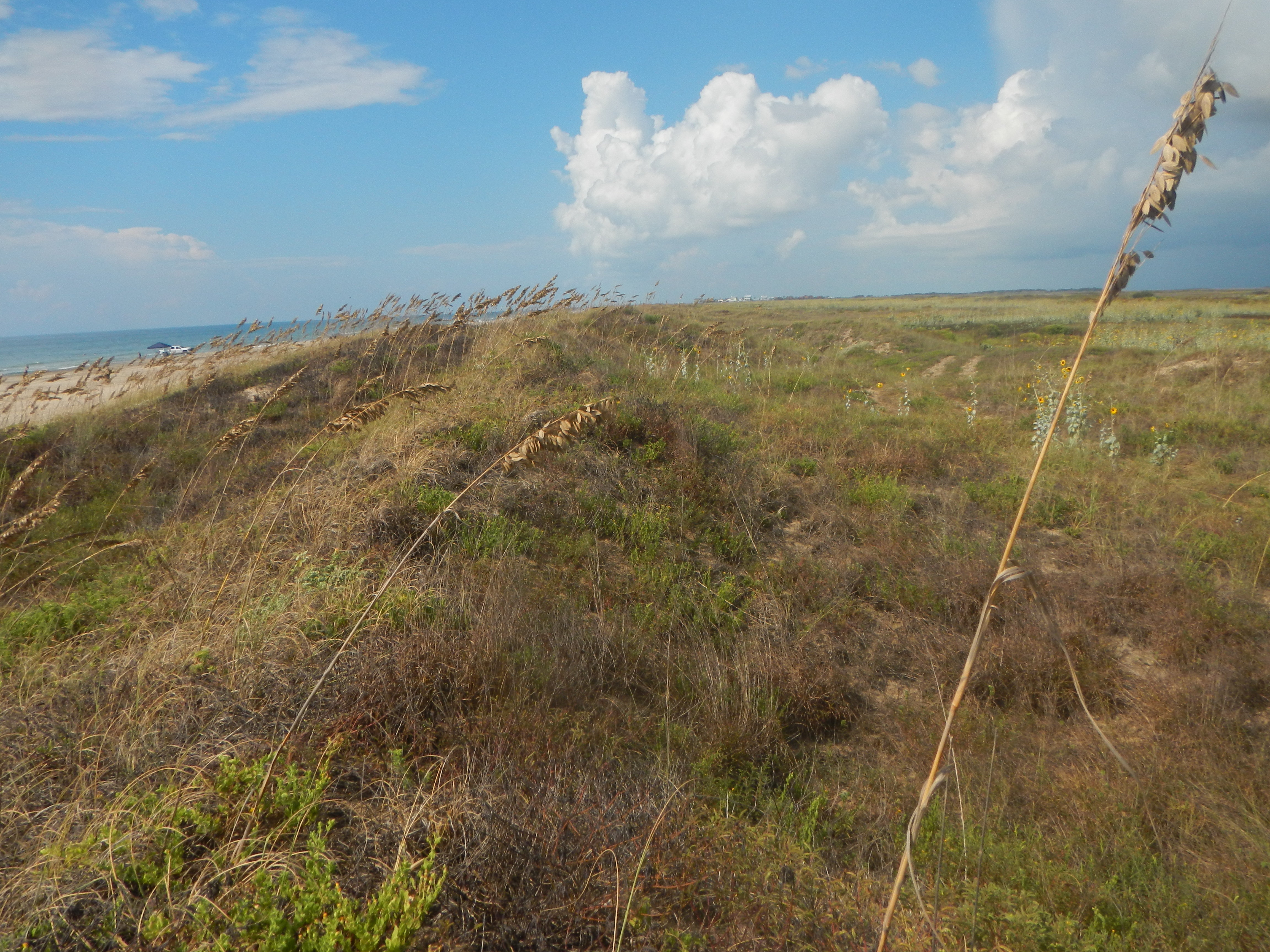 Texas coastline