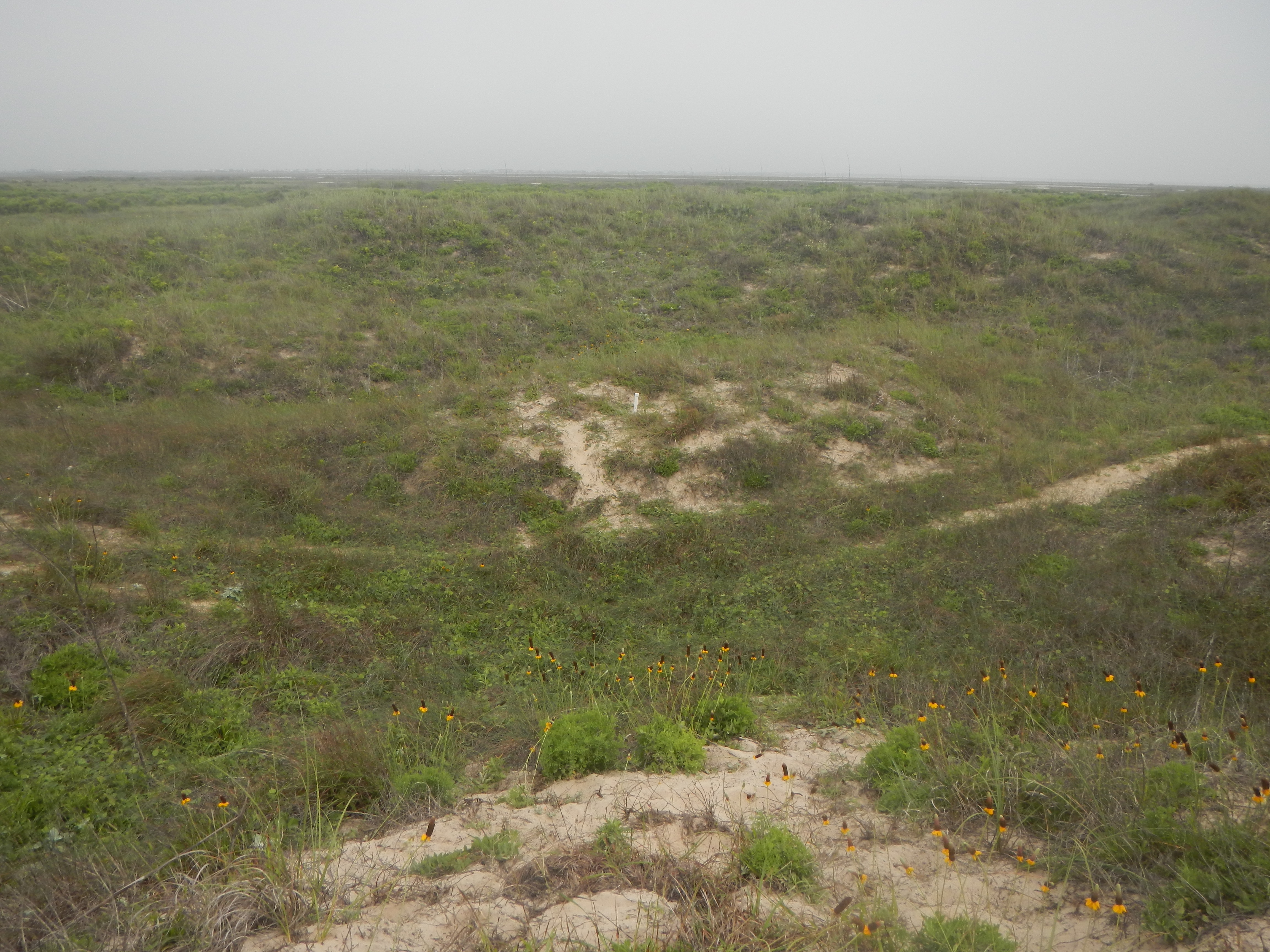 Texas coastline